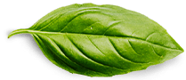 Basil Leaf