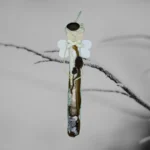 Handcrafted Razor Shell Blessing ornament made of Razor Shell. Ornament has been made in the UK.