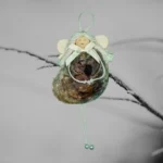 A small handmade angel ornament made of shell, hanging from a branch, serving as a unique and Beautiful Christmas Decoration with Shell.